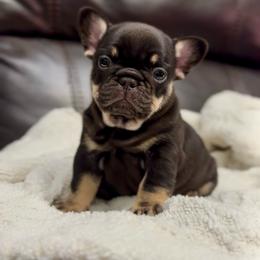 Cocoa and Tan Girl (solid)(Ocean x Tortuga) - Liver female French Bulldog puppy in Gulf Breeze, Florida from SW Frenchies