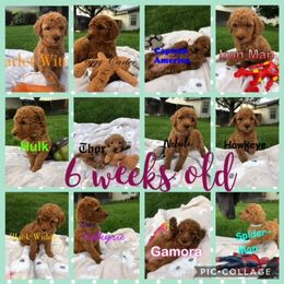 Poodle Puppies from Stunningly Sweet Standards