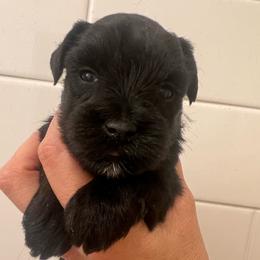 Riley - Black female Miniature Schnauzer puppy in Grayson, Kentucky from Seventh Heaven Schnauzers