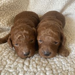Poodle Puppies from Red Door Poodles