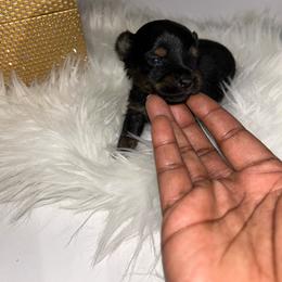 Italy - Black and tan female Yorkshire Terrier puppy in Lynwood, Illinois from SaintNicksWay