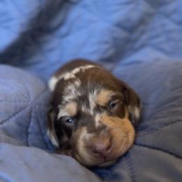 Snake Bite Girl - Dapple female Dachshund puppy in Guthrie, Oklahoma from Kingdom Mini Dashchunds