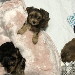 Yorkshire Terrier Puppies from Happy Days Acres and Yorkies