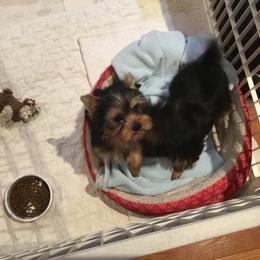 Yorkshire Terrier Puppies from Yorkie Show Dogs