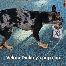 Velma - Chihuahua