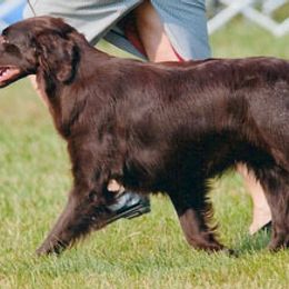 Flat-Coated Retrievers from Kistryl Flat-Coated Retrievers