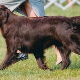 Flat-Coated Retrievers from Kistryl Flat-Coated Retrievers