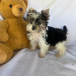 Moose - Chocolate, tan and white male Yorkshire Terrier puppy in Riverside, California from Empire Yorkies