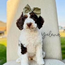 Yelena - Brown and white female Bernedoodle puppy in Owasso, Oklahoma from Kallams Bernedoodles & Bernese Mountain Dogs