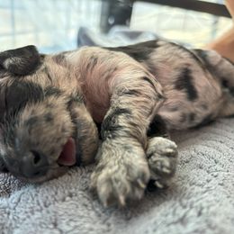 Aussiedoodle Puppies from The Klepper Homestead