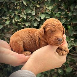 Boy 3 - male Poodle puppy in Modesto, California from Dry Creek Poodles