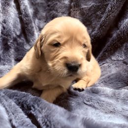 Blitzen - Dark golden male Golden Retriever puppy in Seville, Ohio from Retriever Ranch