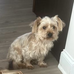 Max - Yorkshire Terrier