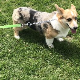 American Corgi and Pembroke Welsh Corgi All Grown Up from Circle D Corgis