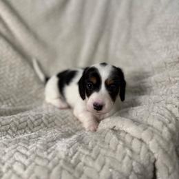 Dottie - Piebald female Dachshund puppy in Blackfoot, Idaho from 208 Weenies