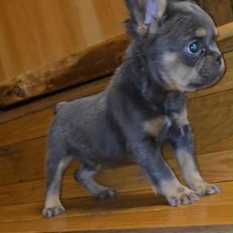 Blue and tan male - Blue male French Bulldog puppy in Denison, Texas from Lovemyfrenchies – Stoddard Frenchbulldog's