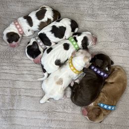 Cocker Spaniel Puppies from Canyonside Cocker Spaniels