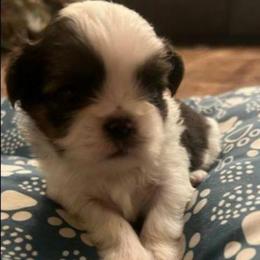 Boy - Tricolor male Shih Tzu puppy in Norris City, Illinois from Dainty and Darling Shih Tzu
