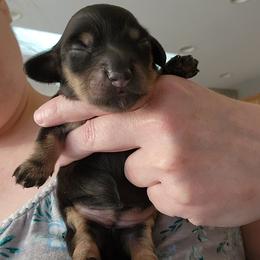 Lucy - Black and cream female Dachshund puppy in Cincinnati, Ohio from Queen City Dachshunds