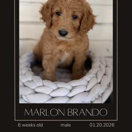 Marlon Brando - Apricot male Goldendoodle puppy in San Jose, California from Red White and Doodle