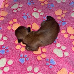 Maltese, Pomeranian, Shih Tzu, and Yorkshire Terrier Puppies from Gibbs Gorgeous Paws LLC