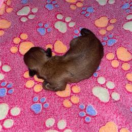 Maltese, Pomeranian, Shih Tzu, and Yorkshire Terrier Puppies from Gibbs Gorgeous Paws LLC