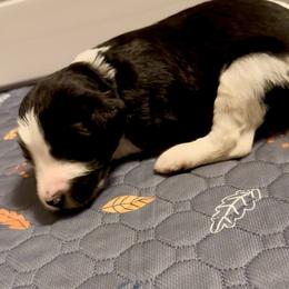 White collar - Tri-color female Bernedoodle puppy in Marlow, Oklahoma from Crider’s Critters