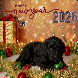 Boy 3 - Black male Goldendoodle puppy in Sterling, Connecticut from Justine’s Retrievers and Doodles