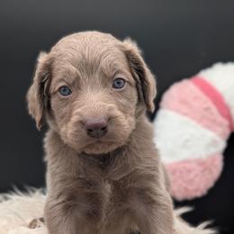 Dasher - male Long Haired Weimaraner puppy in Evart, Michigan from Drehbar Weimaraners