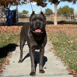 Trouble - Cane Corso