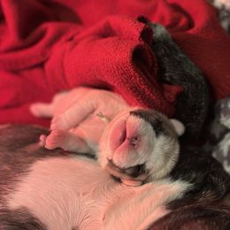 French Bulldog Puppies from Pawcific Coast Bullies