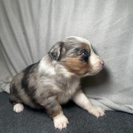 Aspen - Blue merle female Miniature Australian Shepherd puppy in Mill Spring, North Carolina from Adair Acres Aussies
