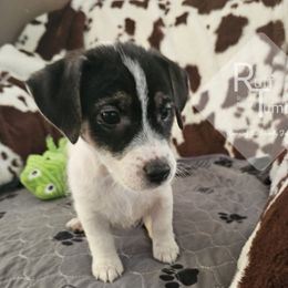 Boy 1 - Tri-color male Russell Terrier puppy in Harvel, Illinois from Ruff and Tumble Russell Terriers