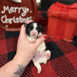 Boy two(more black) - Parti male Yorkshire Terrier puppy in Virginia from Yorkies of Boston