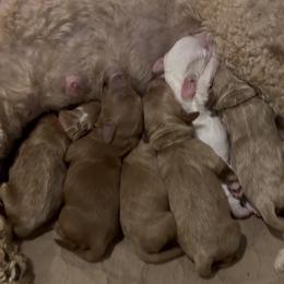 Female 1 pick - Apricot female Goldendoodle puppy in Mona, Utah from Hearts Full of Puppies