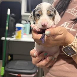 Princess - Piebald female Dachshund puppy in Paradise, California from Barnes’ Doxies