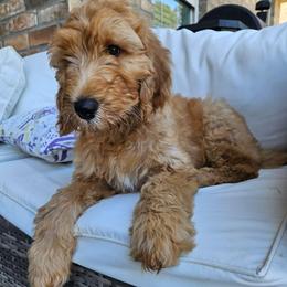 Orange girl - Apricot female Goldendoodle puppy in Lumberton, Texas from SETX Doodle Den LLC