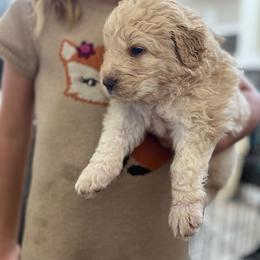 Cream Girl 1 - Cream female Pyredoodle puppy in Prescott, Washington from Pyredoodles at Pedersen Ranch