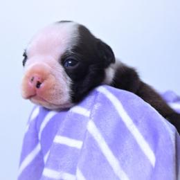 Baby Ophelia - Black and white female Boston Terrier puppy in Kingsport, Tennessee from Sleepwalker Bostons