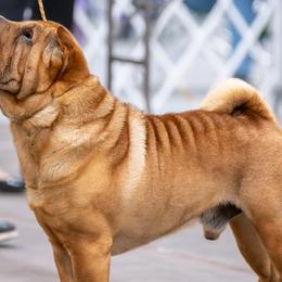 Chinese Shar-Pei, French Bulldogs, and Xoloitzcuintli from Ranch Royale