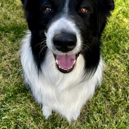 Chase - Australian Shepherd