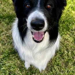 Chase - Australian Shepherd