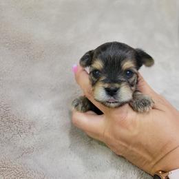 Rebel - Chocolate and tan male Yorkshire Terrier puppy in Middleton, Idaho from Rocky Mountain Yorkies