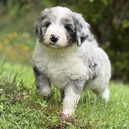 Girl 2 - Sable merle female Bordoodle puppy in Shelton, Washington from Prophecy Kennels