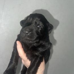 Luka - Black male German Shepherd puppy in Winterport, Maine from Vom Stevens Old Fashioned German Shepherds