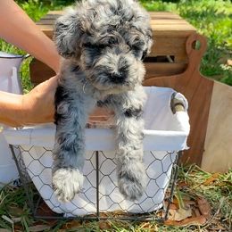 Sheepadoodle Puppies from Primrose Cottage Puppies