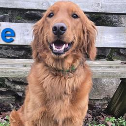 Archie - Golden Retriever