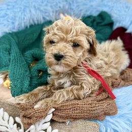 Red collar boy - Apricot male Poodle puppy in Crete, Illinois from Plum Valley Pups