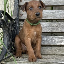 Irish Terrier and Scottish Terrier Puppies from Avonlea Terriers