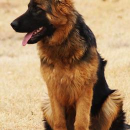 German Shepherds from Vollkommen German Shepherds
